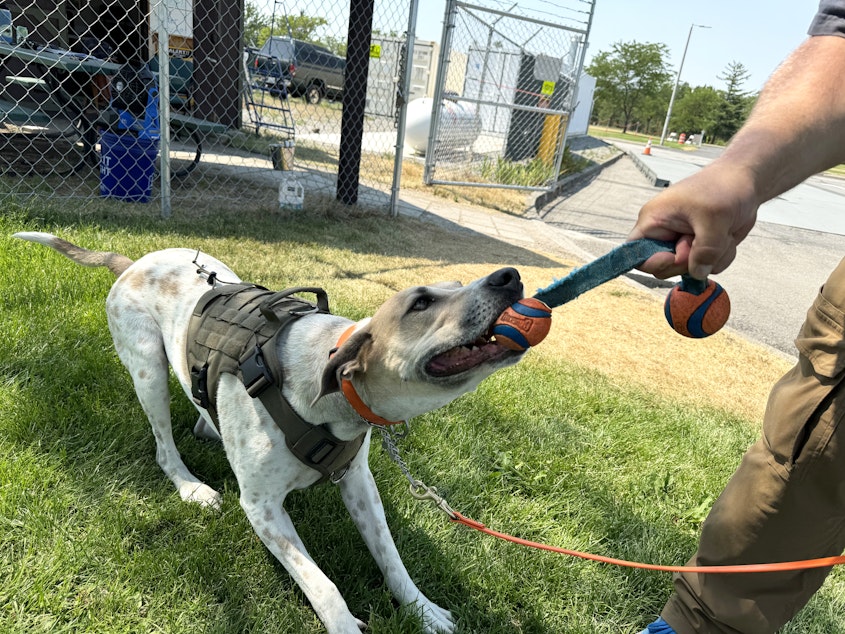 caption: Fin plays with his favorite toy, which he only gets at work.