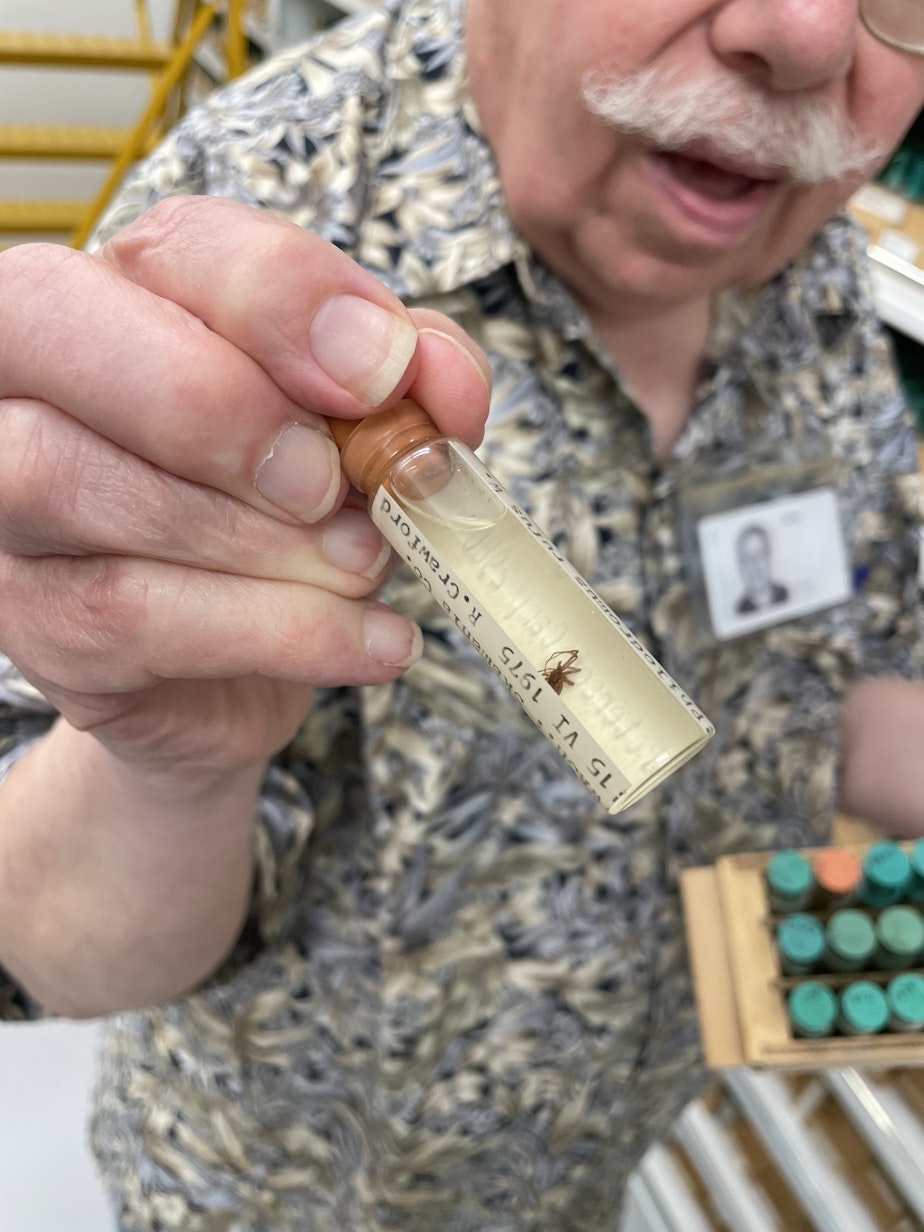 caption: Rod Crawford of the Burke Museum of Natural History and Culture, holds a vile containing a preserved spider that floated to Mount St. Helens after the volcano erupted.