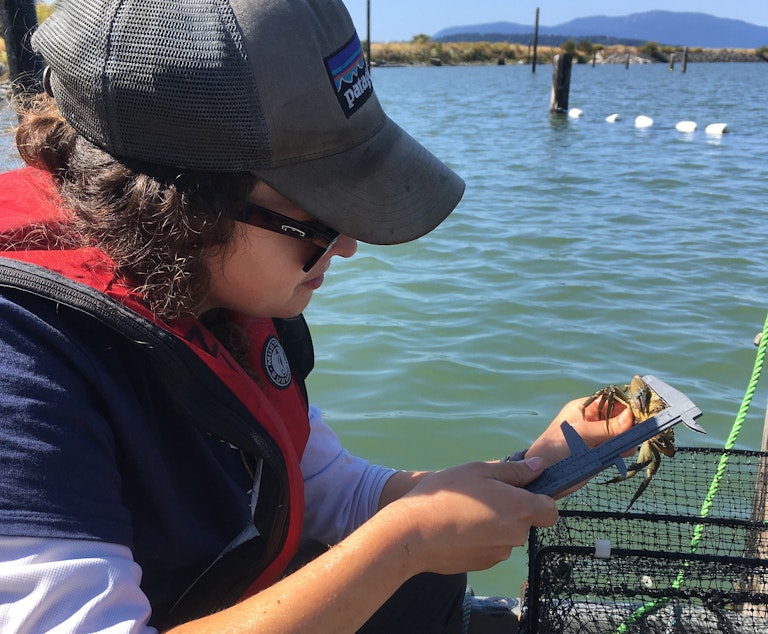 caption: Lummi Natural Resources Department field technician Delaney Adams measures a European green crab on the Lummi sea pond near Bellingham.