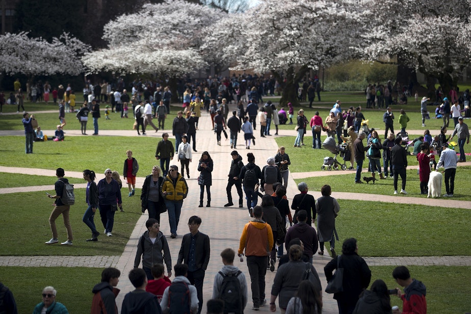 caption: Crowds gathered to photograph the blossoming cherry trees on Monday, March 19, 2018, on the University of Washington campus in Seattle.